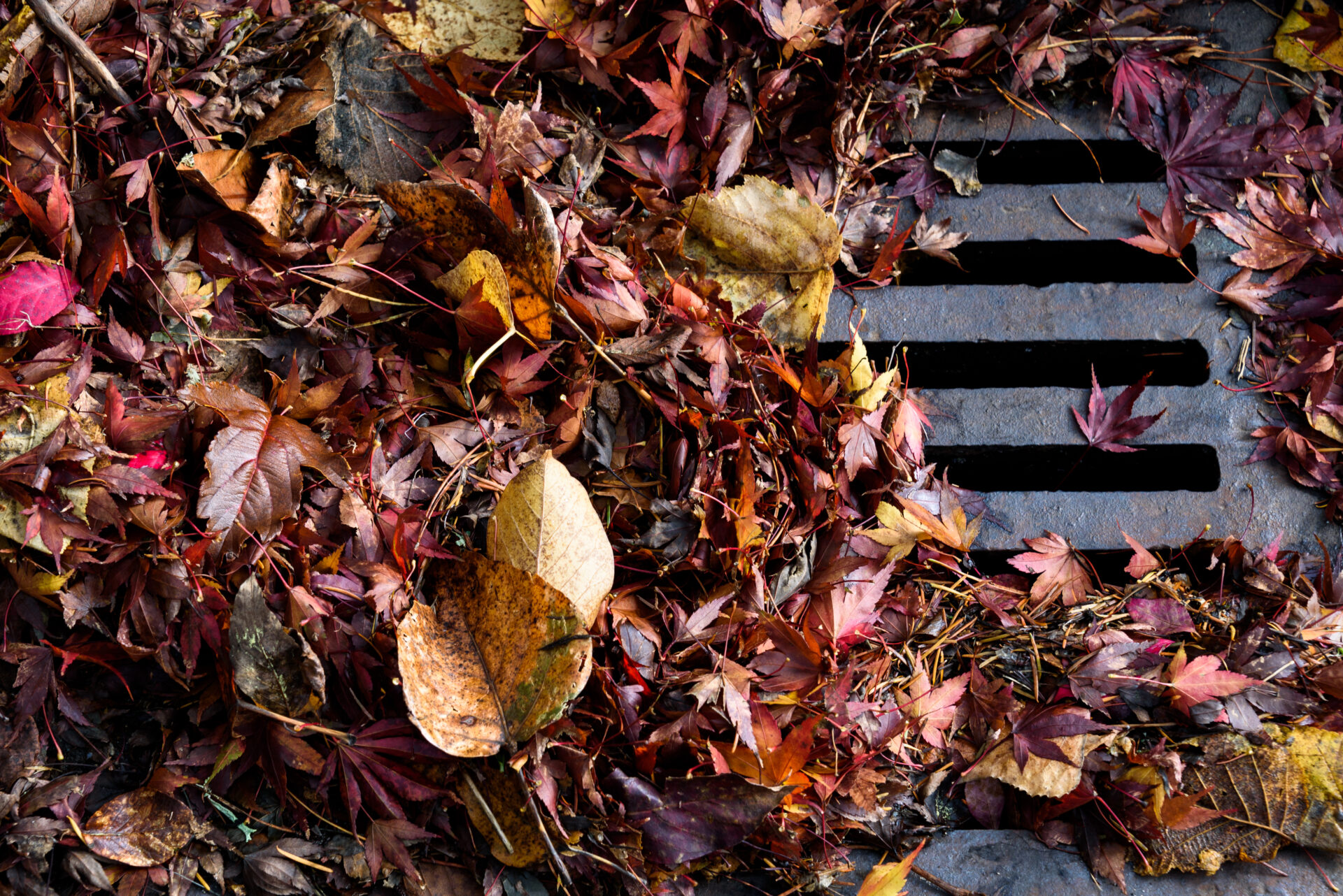Flooding threat, fall leaves clogging a storm drain on a wet day