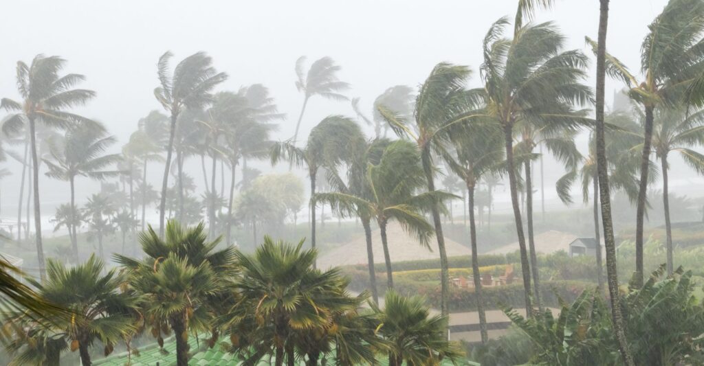 heavy rain and wind blowing palm trees