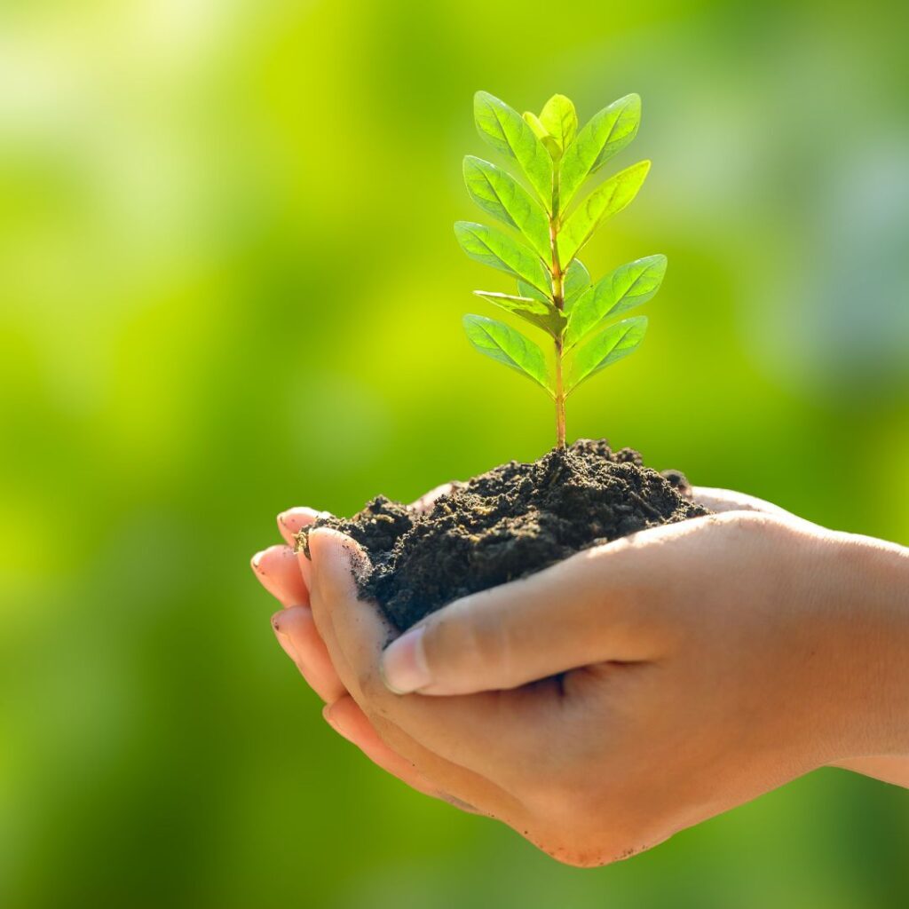 a person holding a sprouting plant