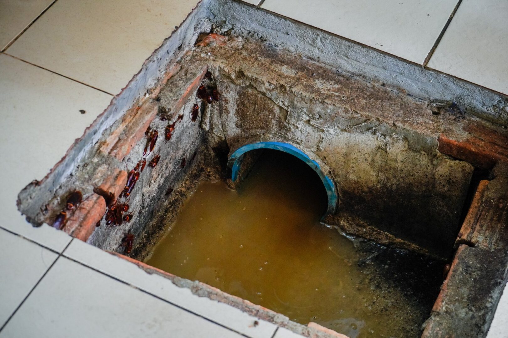 The Condition of the Grease Trap